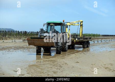 Cozze blu, cozze di baia, cozze comuni, cozze blu comuni (Mytilus edulis), allevamento di cozze nella Baie de la Fresnaye, Francia, Bretagna, Plevenon Foto Stock