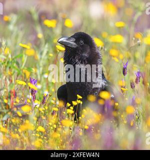 Corvo comune (Corvus corax), arroccato in un prato fiorito, ritratto, Spagna, Castilla la Mancha Foto Stock