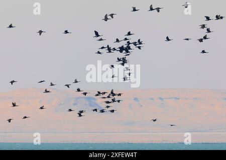 Ottimo cormorano (Phalacrocorax carbo), stormo volante, vista laterale, Kuwait Foto Stock