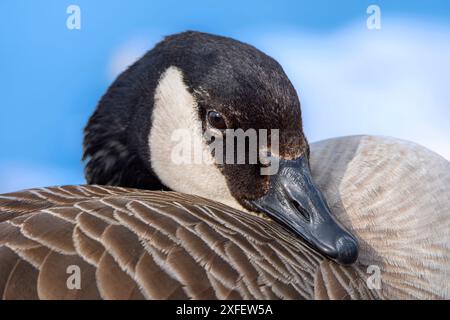 Canada Goose (Branta canadensis), Portrait, Rest, Germania, Assia Foto Stock