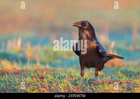 Corvo comune (Corvus corax), arroccato in un prato, Spagna, Castilla la Mancha Foto Stock