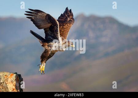 Aquila Bonellis, aquila di Bonelli (Hieraaetus fasciatus, Aquila fasciata), decollando da uno sperone roccioso, vista laterale, Oman, Dhofar, Tawi Atayr Foto Stock