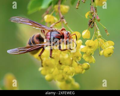calabrone, calabrone, calabrone europeo (Vespa crabro), sul mirtillo europeo, vista dorsale, Germania, Renania-Palatinato Foto Stock