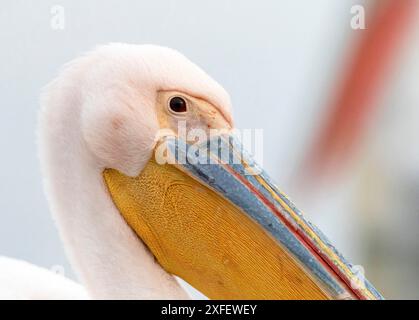 Pellicano bianco orientale (Pelecanus onocrotalus), ritratto, Grecia, lago Kerkini, lago Kerkini Foto Stock