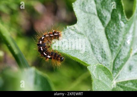 Falena a coda marrone, coda marrone (Euproctis chrysorrhoea), bruco a foglia, Francia, Bretagna, Erquy Foto Stock
