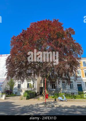 Faggio di rame (Fagus sylvatica var. Purpurea, Fagus sylvatica "Atropunicea", Fagus sylvatica Atropunicea), Street Tree, Germania, Amburgo Foto Stock