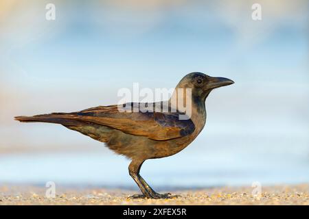 House Crow, Indian House Crow (Corvus Splendens), si trova sul lungomare, Oman, Dhofar Foto Stock