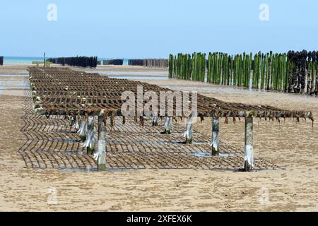 Cozze blu, cozze di baia, cozze comuni, cozze blu comuni (Mytilus edulis), allevamento di cozze nella Baie de la Fresnaye, Francia, Bretagna, Plevenon Foto Stock