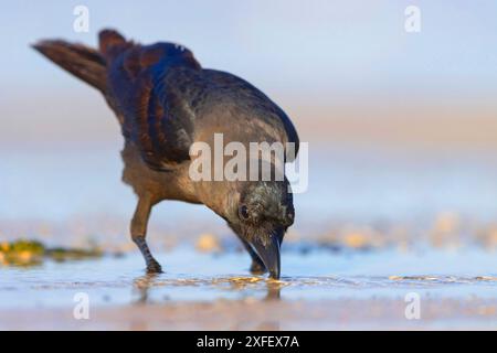 House Crow, Indian House Crow (Corvus Splendens), si trova vicino all'acqua e cerca cibo, Oman, Dhofar Foto Stock