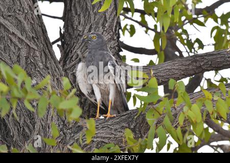 L'Harrier di montague (Circus pygargus), uomo svernante, l'Harrier di Montagu, arroccato su un albero nel Parco Nazionale di Ethosa., Namibia, Parco Nazionale di Etosha Foto Stock