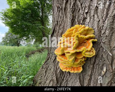 Paesi Bassi - il Laetiporus sulfureus è una specie di funghi a forcella (funghi che crescono sugli alberi) che si trovano in Europa. I suoi nomi comuni sono granchio del bosco, Foto Stock