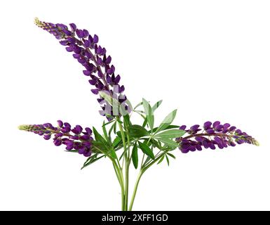 Bouquet di fiori di lupino viola, isolati su sfondo bianco. Lupini colorati, fiori primaverili Foto Stock
