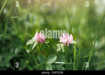 Vista ravvicinata di due fiori di trifoglio rosa che fioriscono nel lussureggiante prato verde in una luce soffusa del sole mattutino all'alba. Fiori selvatici naturali primavera floreale Foto Stock