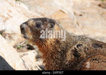 Marmotta con panciotto giallo, profilo Foto Stock