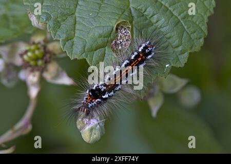 Coda gialla (Euproctis similis) moyh caterpillar Northamptonshire giugno 2024 Foto Stock