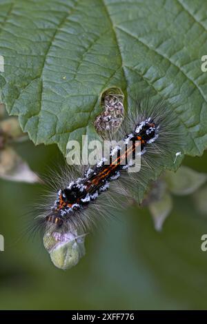 Coda gialla (Euproctis similis) moyh caterpillar Northamptonshire giugno 2024 Foto Stock