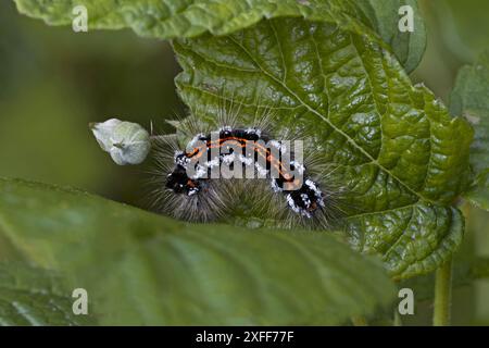 Coda gialla (Euproctis similis) moyh caterpillar Northamptonshire giugno 2024 Foto Stock