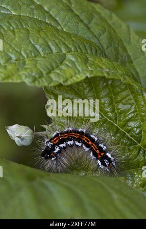 Coda gialla (Euproctis similis) moyh caterpillar Northamptonshire giugno 2024 Foto Stock