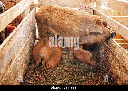 Mangalitsa ha seminato suinetti in una penna di legno in fattoria Foto Stock