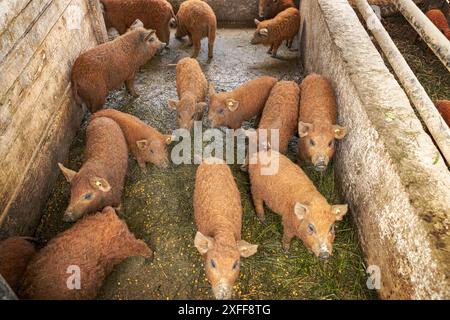 Gruppo di maiali mangalici in stabulazione, concetto di vita agricola Foto Stock