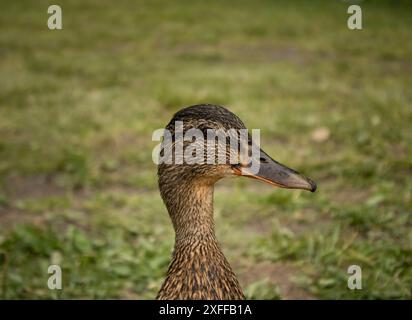 Un ladyduck Foto Stock