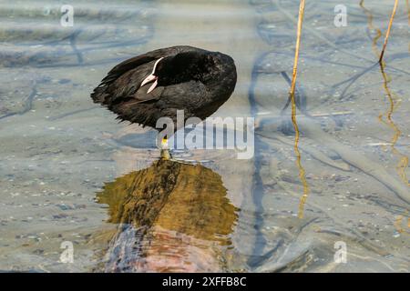 European Coot grooming se stesso, lago di Neuchâtel, Svizzera Foto Stock