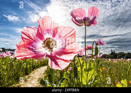 Papaveri da oppio rosa su un campo Foto Stock