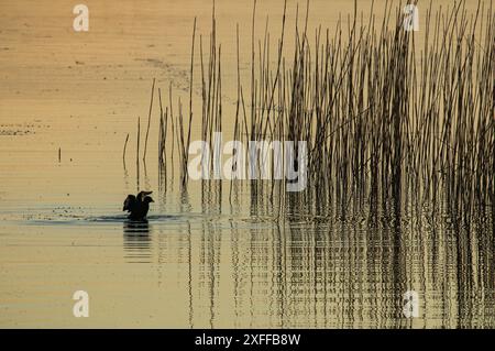 Silhouette europea al tramonto e piste comuni, lago di Neuchâtel in Svizzera Foto Stock