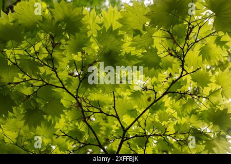 Si apre un soffitto verdeggiante. Foglie verdi e lussureggianti di Acer shirasawanum si intrecciano per formare un baldacchino fresco e frondoso. Foto Stock