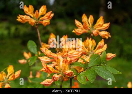 Si sviluppa un'alba ardente. L'azalea gialla e arancione fiorisce, arricciata e vivace, eruttano attraverso il Bush. Questo splendido display trasforma il giardino in Foto Stock