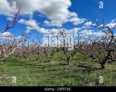 Paesaggio nella Camargue Provenza sud della Francia Foto Stock