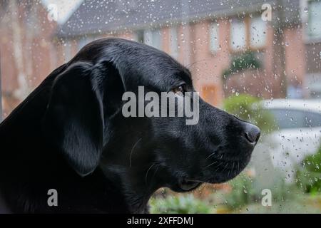 labrador Nero guarda fuori dalla finestra durante una giornata di pioggia, aspettando che la sua famiglia ritorni a casa. Foto Stock