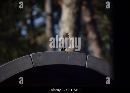 Un piccolo uccellino nero che si affaccia sul giardino dalla sauna del campeggio Berkenrhode nel Veluwe, Paesi Bassi Foto Stock