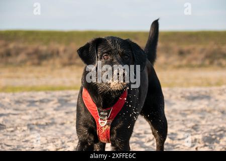 Black Labrador Retriever che gioca con la sabbia sulla spiaggia tra Lelystad ed Enkhuizen, le Nerherlands Foto Stock