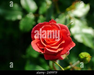 Vista delle rose di arbusti rossi. Questi fiori vivaci aggiungono colore e vivacità al giardino, servendo come punto focale in qualsiasi aiuole di fiori. Foto Stock