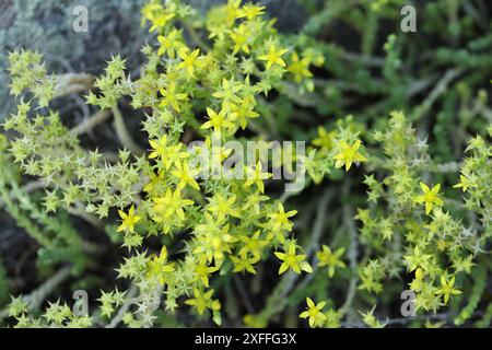 Goldmoss sedum fiori gialli in natura Foto Stock