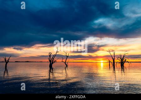 Lago Bonney con ceppi di alberi morti in acqua al tramonto, Barmera, Australia meridionale Foto Stock
