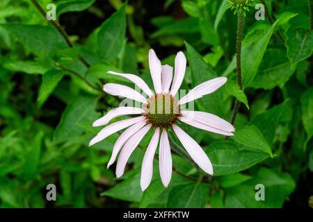 Viola chiaro fiore del cono (Echinacea pallida) Foto Stock