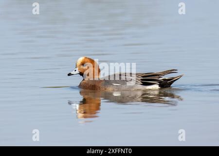 Eurasiatica, Mareca Penelope, male, Isola della Cona, riserva naturale, Italia nord-orientale Foto Stock