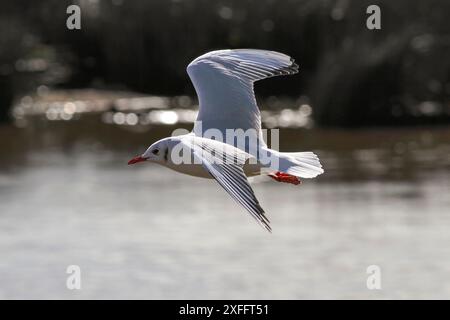 Terna comune retroilluminata soffice in volo sopra il confine del fiume Douro, a nord del Portogallo. Bella luce. Foto Stock