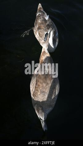 cignetti Foto Stock