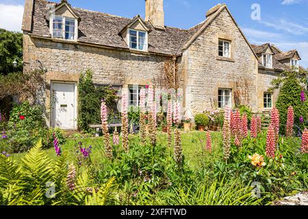 Lupini e guanti da volpe che crescono nel giardino di un tradizionale cottage in pietra nel villaggio Cotswold di Taddington, Gloucestershire, Inghilterra, Regno Unito Foto Stock