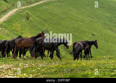 gruppo di cavalli, tra cui puledri, che pascolano su un paesaggio collinare verde con un sentiero sterrato. Foto Stock