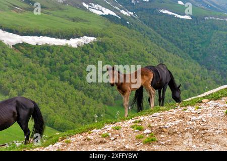 Un puledro e sua madre pascolano su un pendio roccioso con verdi colline sullo sfondo. Foto Stock