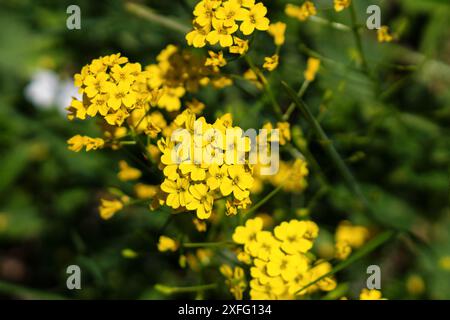 Gruppo di fiori gialli luminosi che fioriscono in un campo verde. I fiori sono piccoli e densamente pieni. Aurinia saxatilis Foto Stock