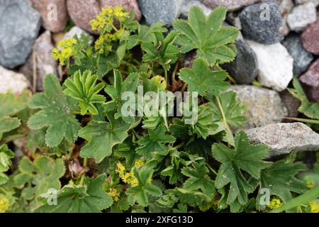 Fogliame verde con piccoli fiori gialli tra le rocce. Alchemilla Foto Stock
