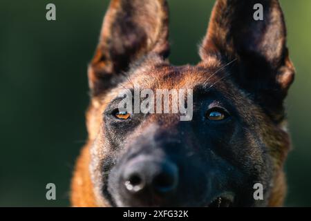 Vista ravvicinata del Pastore belga Malinois. Bel cane disteso in un giorno d'estate soleggiato. Foto Stock