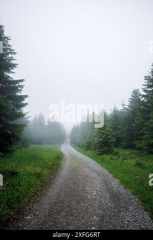 Nebbia nella foresta. Sentiero di trekking e strada sterrata che conduce in un bosco nebbioso. Natura con nuvole basse e tempo coperto Foto Stock