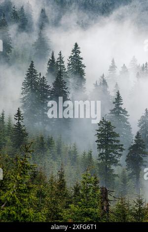 Nebbia e nuvole basse nella foresta di abeti rossi sulle montagne. Tranquillo sfondo naturale con condizioni meteorologiche nebbiose Foto Stock