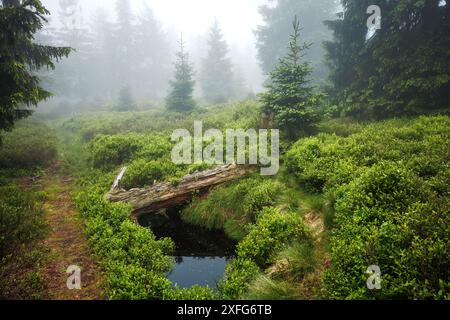 Foresta nebbiosa con laghetto, tronco di alberi caduti e arbusti di mirtilli. Natura selvaggia con clima tetro e piovoso. Sostenibilità dell'ecosistema idrico nelle reti lan Foto Stock